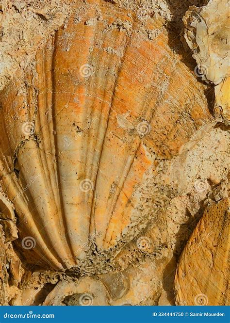 which condition is necessary for a mold fossil to form 4
