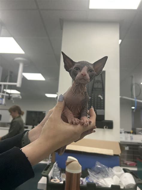 Love Animal Hospital and Urgent Care | Huntington Beach CA