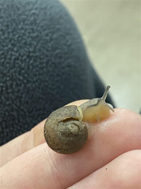 the shell started growing again!! : r/snails