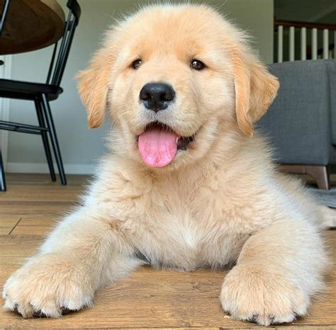 cachorros fofos | Filhotes de cachorro, Cães bonitos, Cachorro