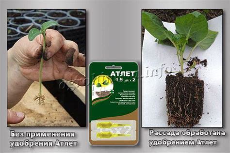 Удобрение Атлет: назначение, инструкция, фото, отзывы