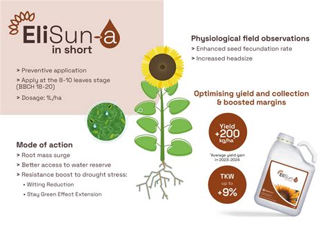 Optimizing the sunflower crop itinerary to fight climate change