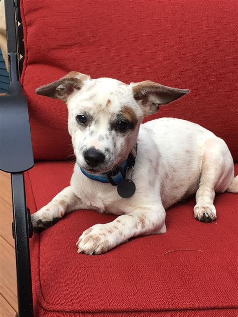 My red heeler puppy! : r/lookatmydog