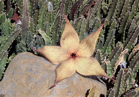 Carrion plant flower - Stock Image - C030/2956 - Science Photo Library