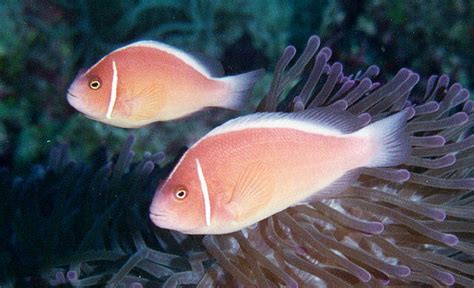 Pink skunk anemonefish clownfish saltwater fish profile | Reef Builders | The Reef and Saltwater ...