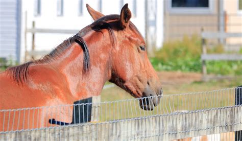 Camargue Horse Breed Profile: History, Characteristics, and Care - Helpful Horse Hints