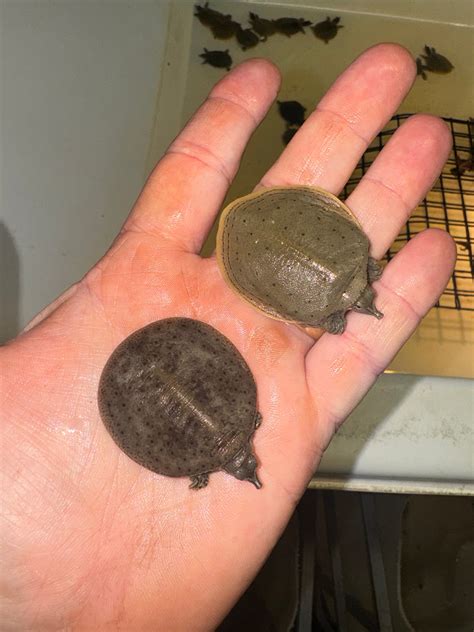 Spiny Softshell Turtle Babies For Sale | American Reptile Distributors