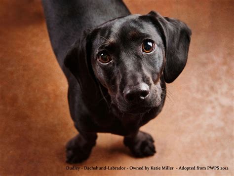 Dachshund Lab Mix Mix dachshund lab luna meet - Heru Prajimi