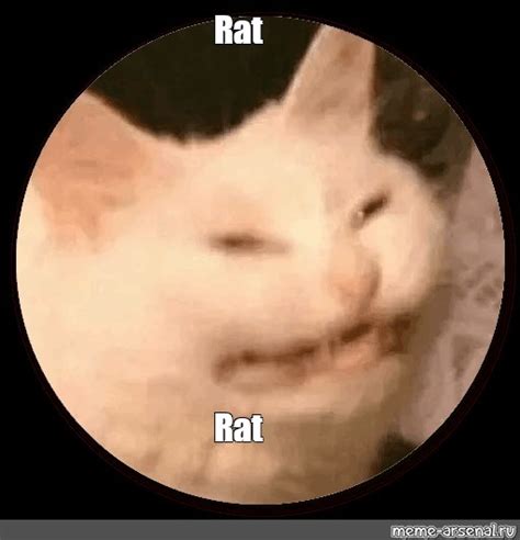 meme rat rat  templates meme arsenalcom
