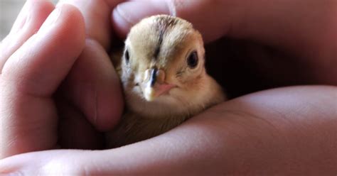 Scaife Hall Farm: Pheasant chicks