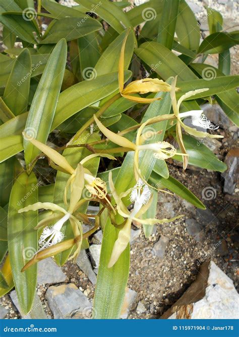 Hairy-lip Epidendrum Orchid Stock Photo - Image of green, exotic: 115971904