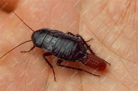 Premium Photo | Red pregnant cockroach with an egg on a human hand