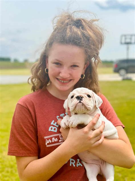 english bulldog puppies for sale under $500 in colorado 3