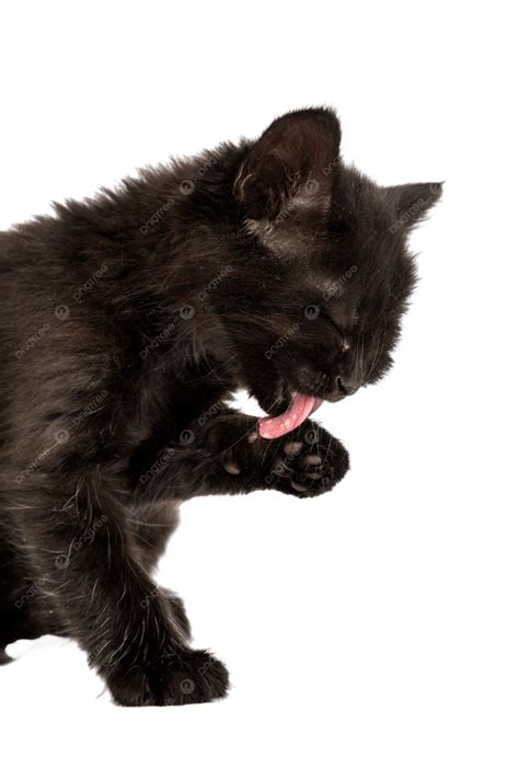 Adorable Ebony Kitten Against A Pristine, Black, Closeup, Lick PNG