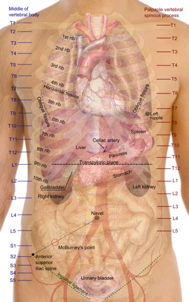 surface projections   major organs   trunk