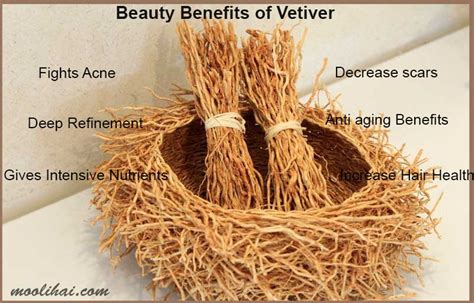 Amazing Health Benefits of Vetiver [Chrysopogon Zizanioides] - Moolihai.com