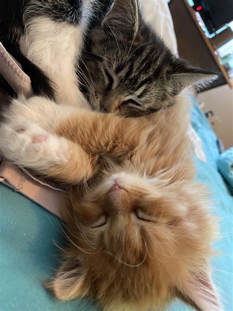 Owners share why you should adopt dog instead of buying 1