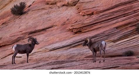 rams images stock  vectors shutterstock