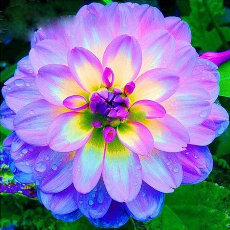 100Pcs Rare Blue and White Point Dahlia Seeds Beautiful Perennial