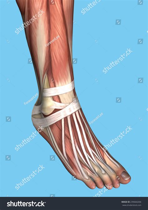 Dorsal Foot Tendon Anatomy