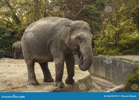 Baby Elephant in the Zoo without a Fence Close-up Stock Image - Image ...
