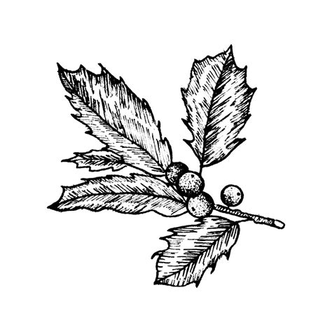 holly drawing