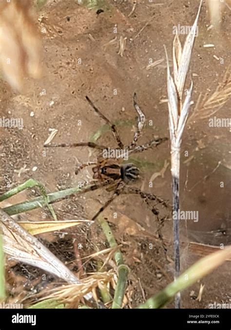 Grass Spiders (Agelenopsis Stock Photo - Alamy