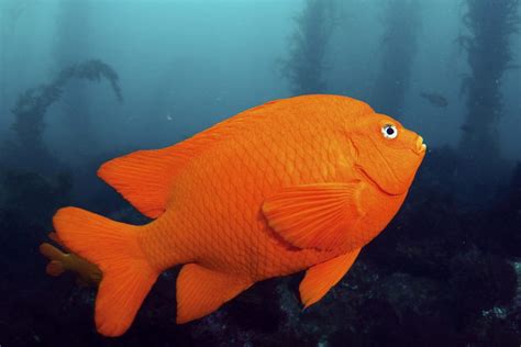 California State Fish: Golden State, Golden Species (Updated 2023)