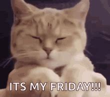 Happy Friday Cat GIFs | Tenor