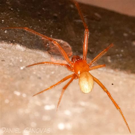 Aranha Canto De Parede - Aranha de Canto de Parede em São Paulo - Insetologia