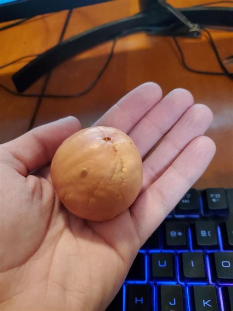 This giant seed from a King Avocado! : r/mildlyinteresting