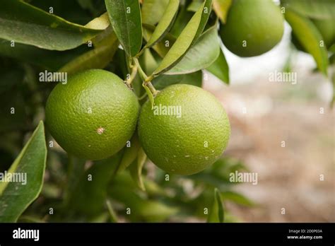 orange tree, with early green fruit Stock Photo - Alamy