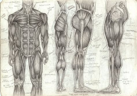 human anatomy back - ModernHeal.com