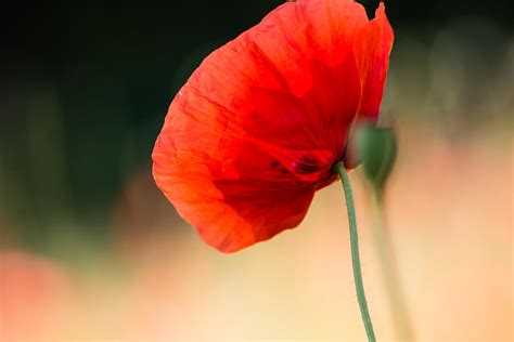 mohn  pillendrehr  deviantart