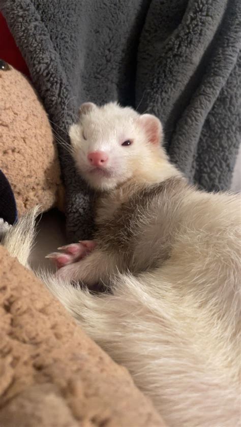 screaming in her sleep : r/ferrets