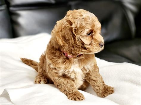 Mini Goldendoodles In Texas | Hidden Acres Puppies