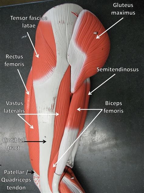 anatomy thigh muscles