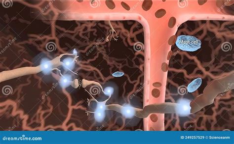 Neurobiology, Nervous System Cells Stock Illustration - Illustration of ...