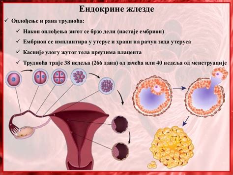 32. Endokrine zlezde. humoralna regulacija