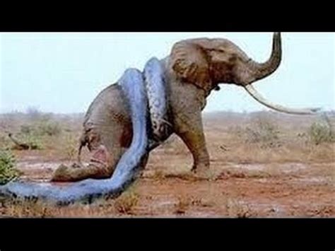 Anaconda Snake Eating Elephant