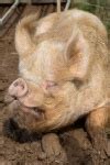 sleeping pig  stock photo public domain pictures