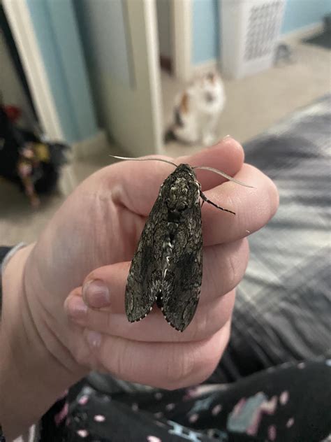 My super sweet five spotted hawk moth I raised from a tiny caterpillar