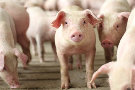National Pork Producers Council on LinkedIn: Trade