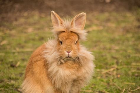 15 of the Best Pet Rabbit Breeds - HubPages