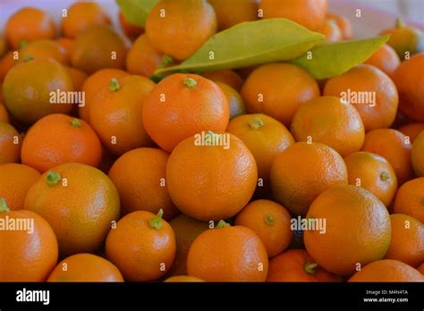limau kasturi  english sloanetewoodward
