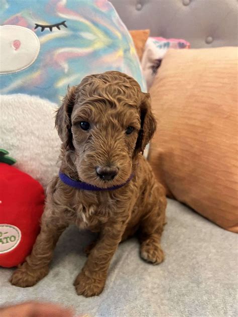 Standard Poodle Puppies