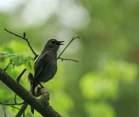 Grey catbird singing his little heart out ! | Scrolller