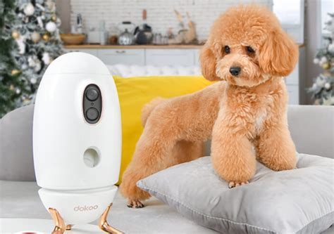 pet camera  dogs  phone app