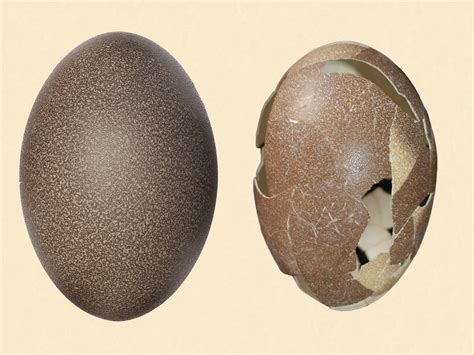 First Complete Egg Of Long-Extinct Dwarf Emu Discovered On Australian ...