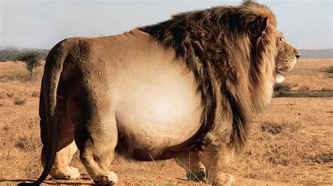 Worlds Largest Lion Ever Recorded
